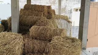 Sukhi khansi buffalo call 9133063907 Hyderabad location Shaheen Nagar VIP School contact 9133063907