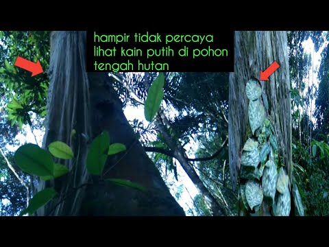 Video: Di Hutan Di Bawah Kaslya Terdapat Bulatan Pokok Misteri - Pandangan Alternatif