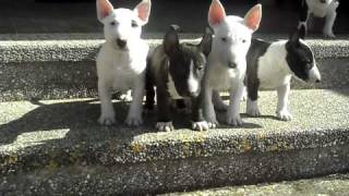 Camada De Bull Terrier Miniatura De Diamondminibull