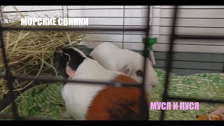 Мои Морские Свинки | Первое Видео Про Морских Свинок!