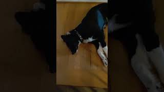 Dog 2