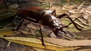 Planet Zoo - Titan Beetle Gameplay (PC HD) [1080p60FPS]