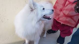 Indian Spritz dog || white pomerian || cute dog @SnowyPomAdventures