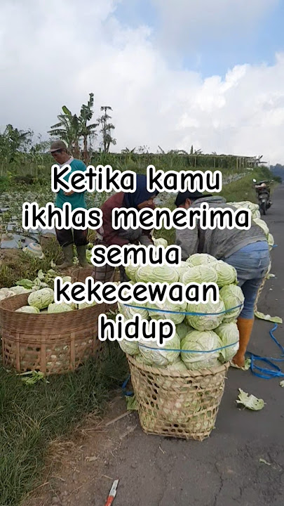 Ketika Kamu Ikhlas Terima Kecewa #katabijak #motivasi #imankuat #imandantaqwa #kebunsayur #kopeng