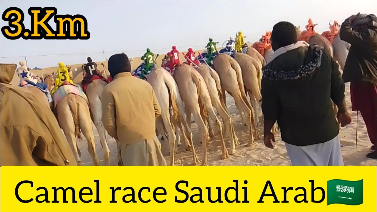camel race 🐪🐪🇸🇦 Saudi Arabia