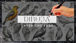 Còmo dibujar: Especial fauna chilena