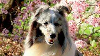 Marnie Sheltie ❤ Amazing Dog Tricks ❤