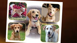 Arizona Golden Rescue Touch of Gold 2025 Calendar 720p