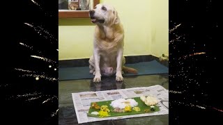 Mickey Having Birthday Sadhya🥰😋😋😋😋|| Short video ||