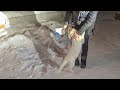 Щенок попрощался с хозяйкой и она его вернула в приют? puppy was returned to the animal shelter