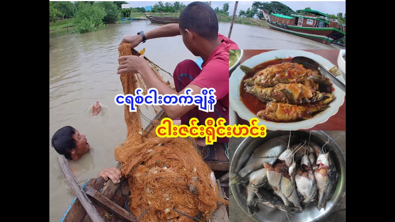 ငရစ်ငါးတက်ချိန် ငါးဇင်းရိုင်း