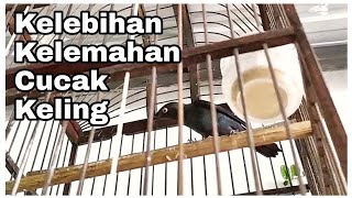 Download Lagu Inilah Kelebihan dan Kelemahan Memelihara Burung Cucak Keling | KIMAN | @cepearsalan MP3