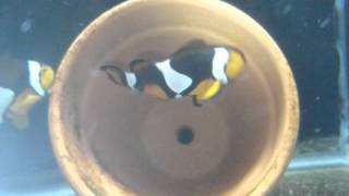 True percula first spawn.