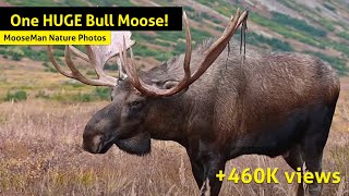 One Giant Bull Moose! Two bulls are quietly bedded, chewing their cuds