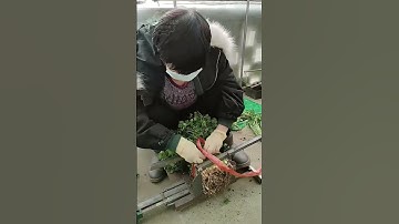Post-Harvest Sorting and Packing Process for Coriander #Farming #Efficiency #WorkProcess
