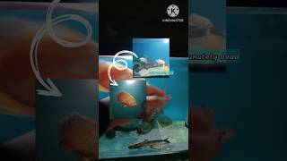 🔥 Best Food for Oscar Fish #shorts #fish #monsterfish #oscars #aquarium #viral #like