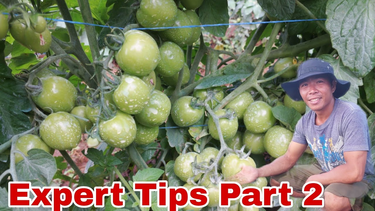 EXPERT Tips sa Pagpapadami ng Bulaklak at Bunga ng Kamatis ng Wagas