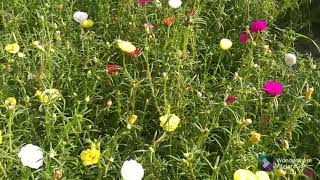 Blooming Process Timelapse Of Moss Rose|| Proses Mekar Krokot Mawar