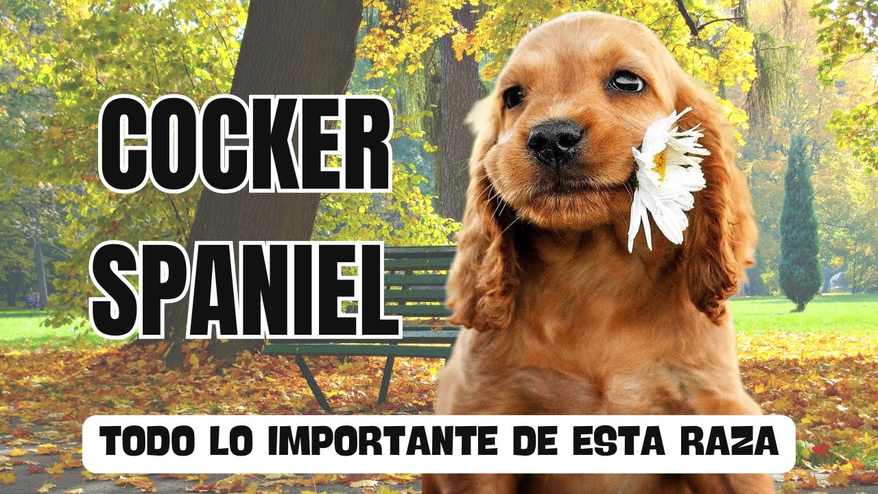 Cocker Spaniel: TODO lo que DEBES Antes de ADOPTAR a Este Compañero ...