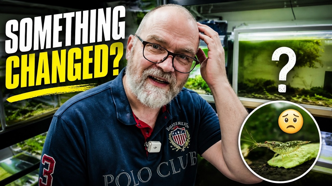 What's Happening to My Shrimp Tanks? June 2026