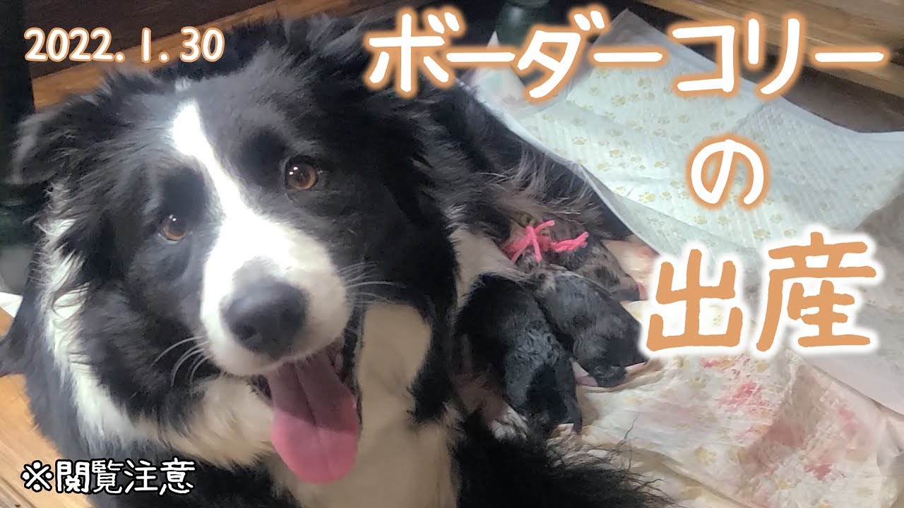 【感動】マリー無事に出産しました！！母子ともに元気です♪【ボーダーコリー】