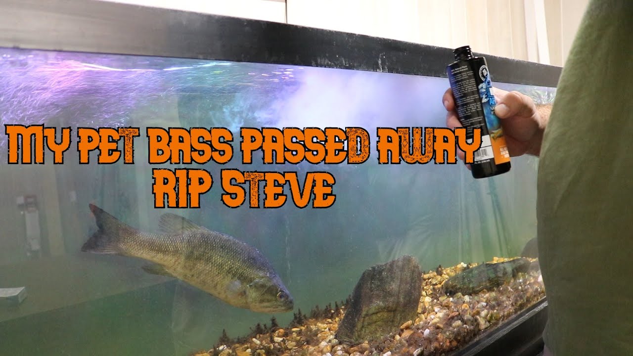 My pet bass passed away RIP Steve YouTube