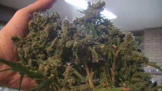 tokin daily: trainwreck
