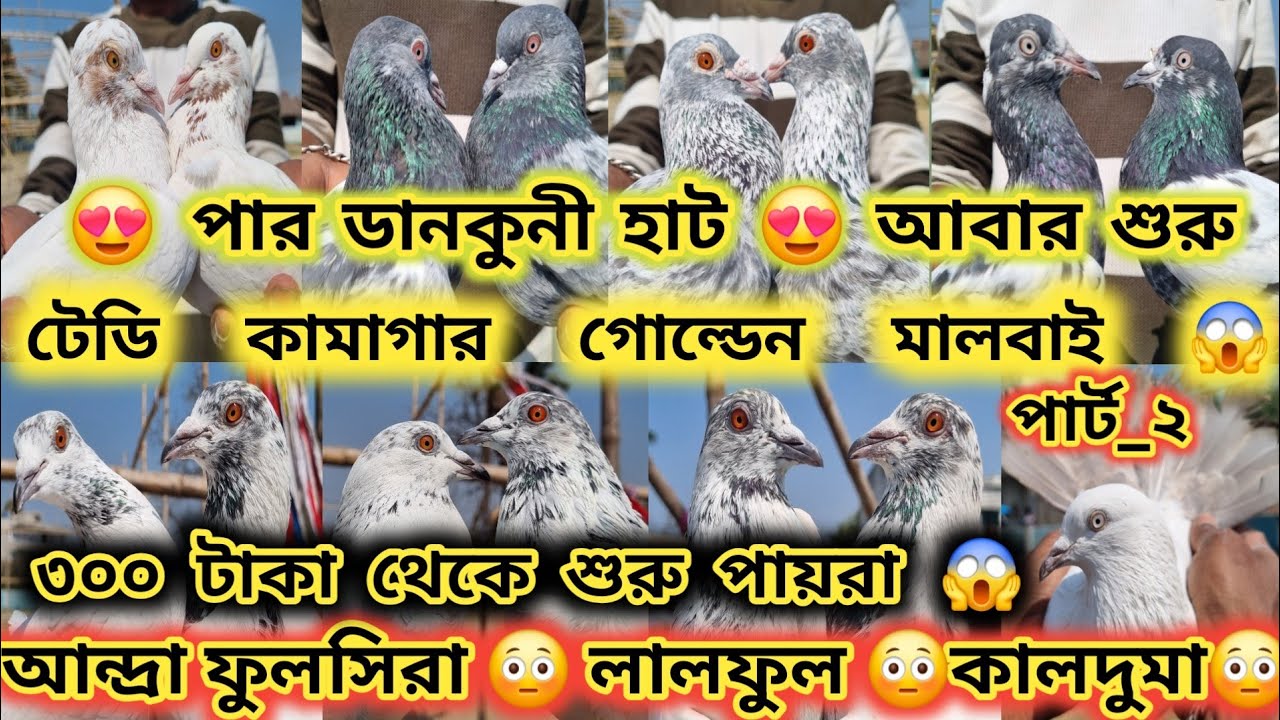 😱ডানকুনি পায়রার হাট _ DANKUNI PET MARKET _ডানকুনিতে আবার শুরু হলো পায়রার হাট 😱 @DIPANPIGEONSLOVER 