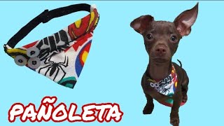 Cómo hacer pañoleta fácil para perros pincher