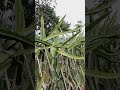 inilah keunggulan UHDP SYSTEM ATAU SISTEM TANAM JARAK RAPAT BUAH NAGA