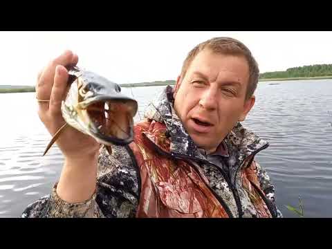 Ловим ЩУКУ на летние ЖЕРЛИЦЫ ! ЩУКА рвёт леску !Рыбаки в ШОКЕ !