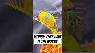 Medium Flies Have It The Worst