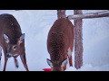 Deers eating in my backyard  chevreuils qui se nourissent dans ma cours arrire