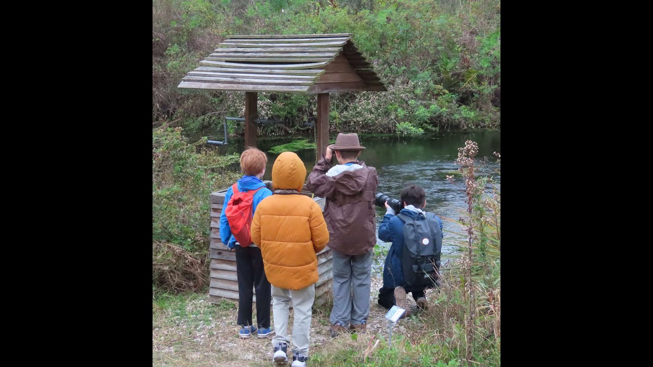 For Educators: Counting Birds for Science
