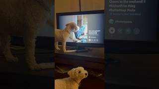 My dog’s reaction to seeing her sister on tv  #bichonfrise #dog #funny