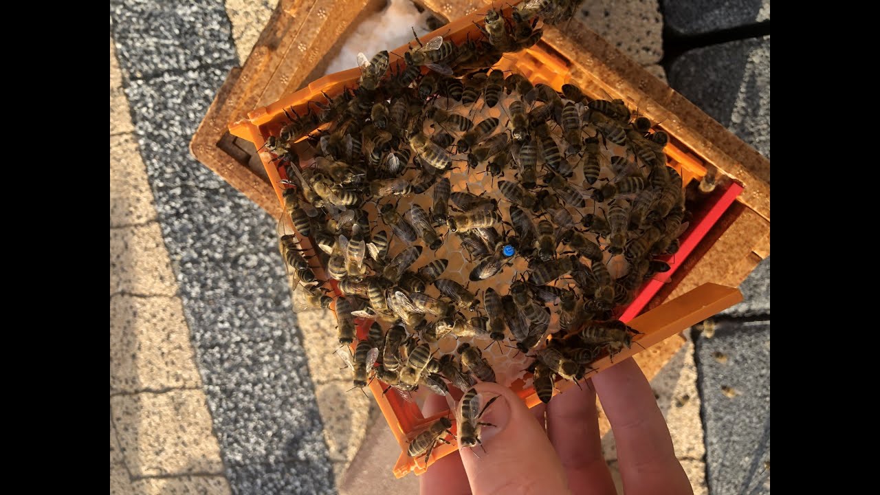 Zasiedlanie ulików weselnych nasiedlanie ulików weselnych, mateczniki, hodowla matek, matki pszczele