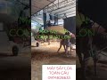 LÒ SẤY SẮN THÁI NÁT,SẮN CỦ CÔNG SUẤT 50 TẤN/MẺ