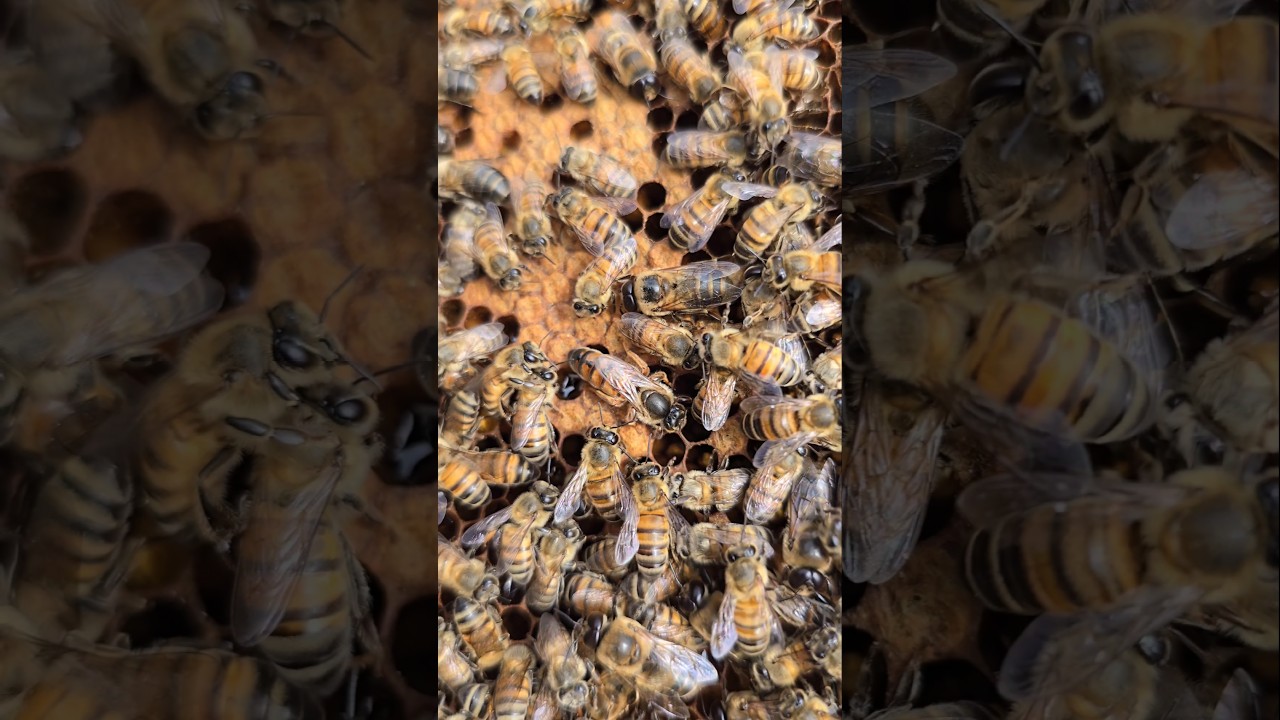 RARE footage of a queen bee piping to fight off rivals! 