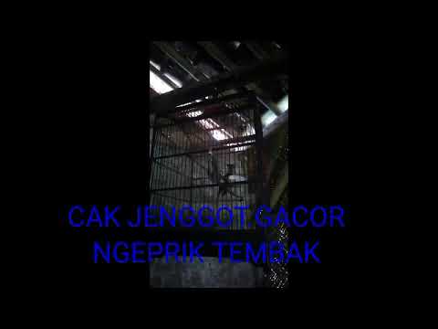 🔴MASTERAN KOMBINASI CUNGKO BETI, GEREJA TARUNG, CUCAK JENGGGOT #masteranburung #masteranampuh