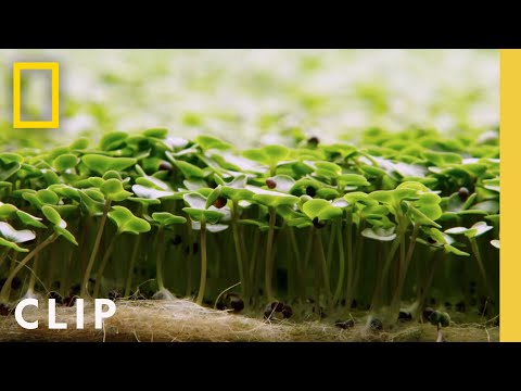 Harvesting microgreens with Chef Mory | Farm Dreams