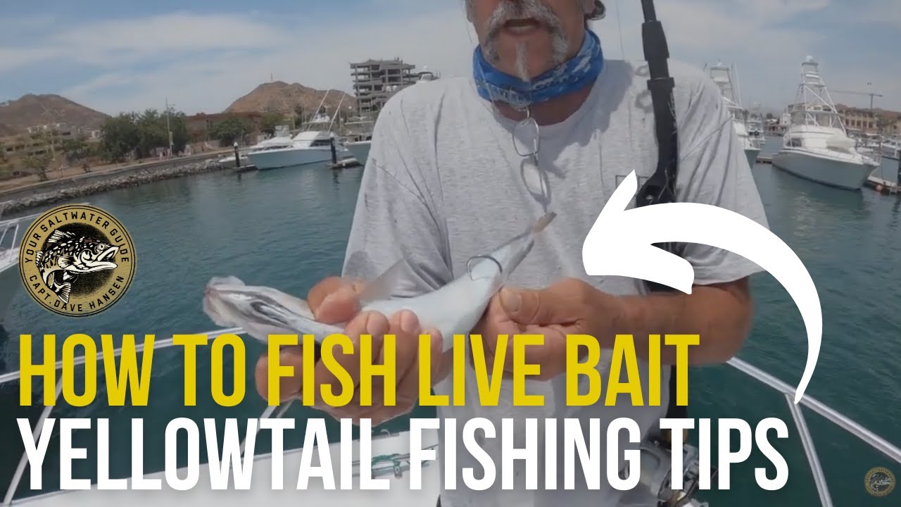 How to Fish Live Bait & Yellowtail Fishing Tips YouTube