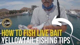 How to Fish Live Bait & Yellowtail Fishing Tips