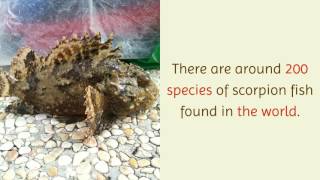 13 Amazing Facts You Should Know About Scorpion Fish
