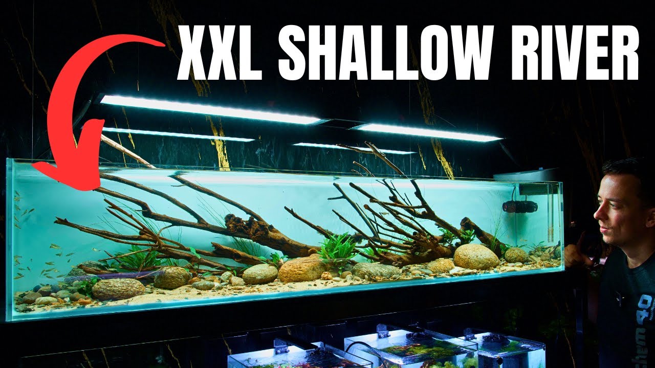 I MADE A SHALLOW RIVER AQUARIUM FOR TINY FISH! Aquascape Tutorial
