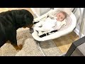 Big Rottweiler bonding with Baby. CUTE |65