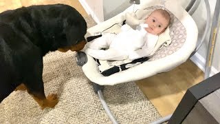 Big Rottweiler bonding with Baby. CUTE |65