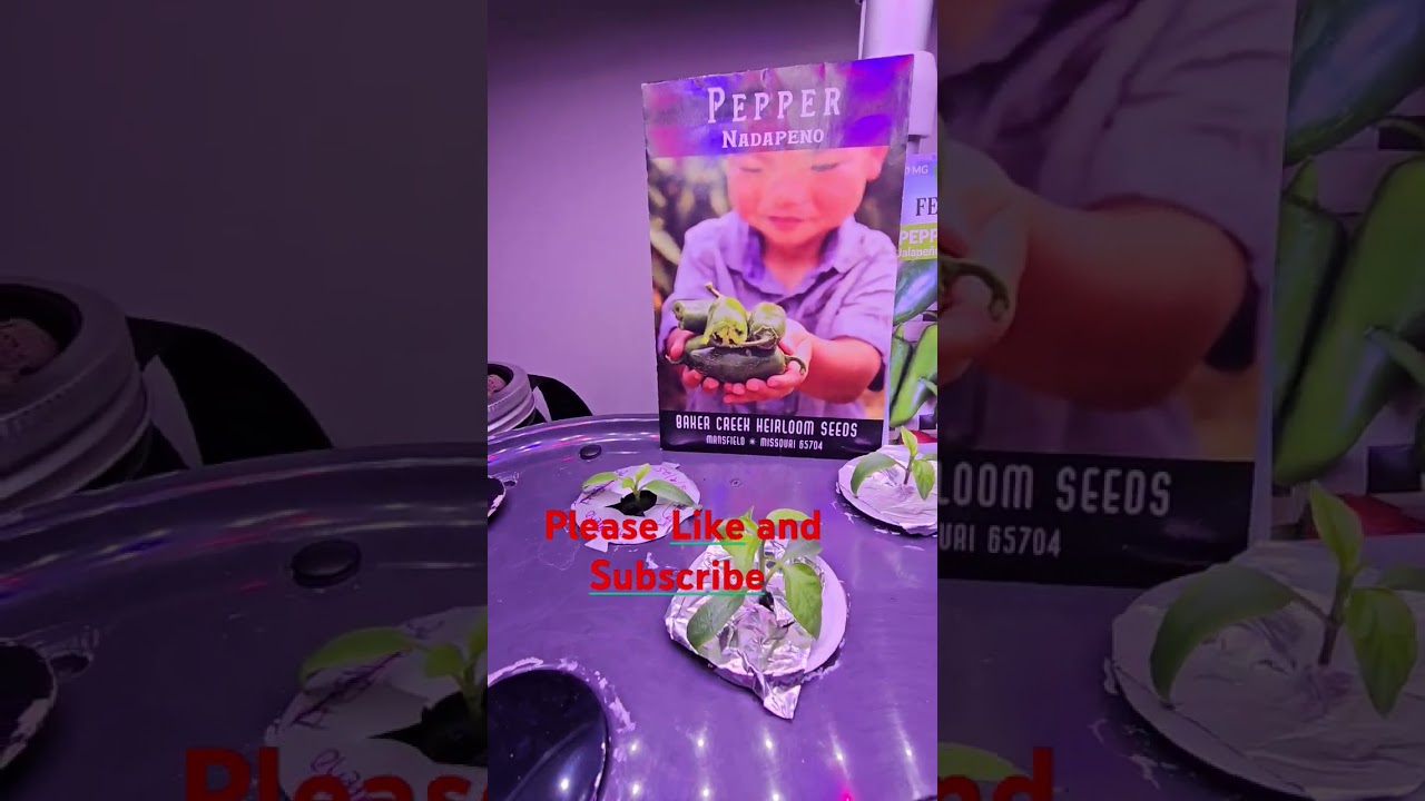 Hydroponic Jalapeno & Nadapeno Pepper Showdown in AeroGarden Bounty Basic Day 21 