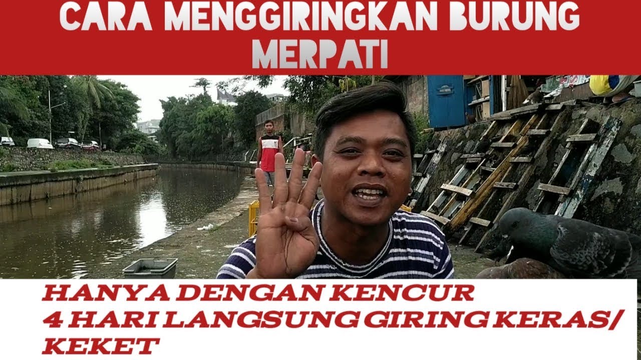 CARA MENGGIRINGKAN BURUNG MERPATI/DARA,AGAR GIRING KERAS ...