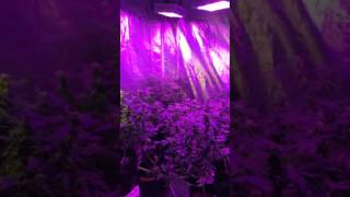 Week 5 flowering