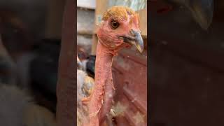 NAKED NECK  CHICKEN 🐓 #silky  #chicken #neck  #birds #breeds #farm #homestead